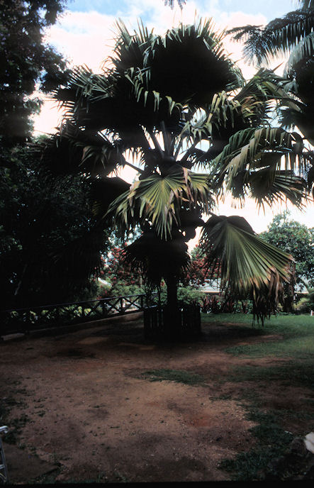 Seychellen 1999-035.jpg